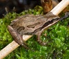 Western Chorus Frog - Photo (c) Chia aka Cory Chiappone, some rights reserved (CC BY-NC), uploaded by Chia aka Cory Chiappone