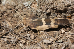 Pyrgodera armata