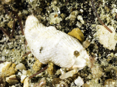 Dermatobranchus albus