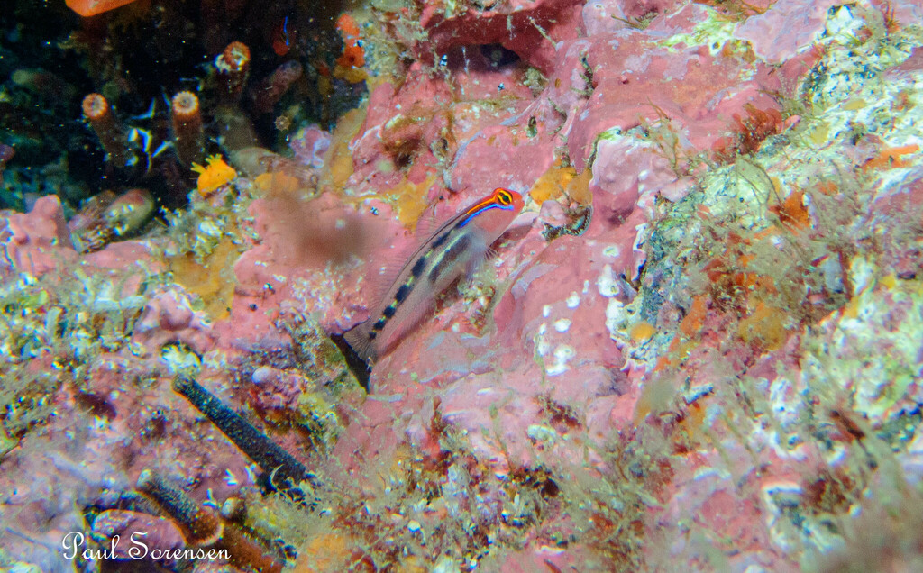 Photo of Redhead goby (Elacatinus puncticulatus)