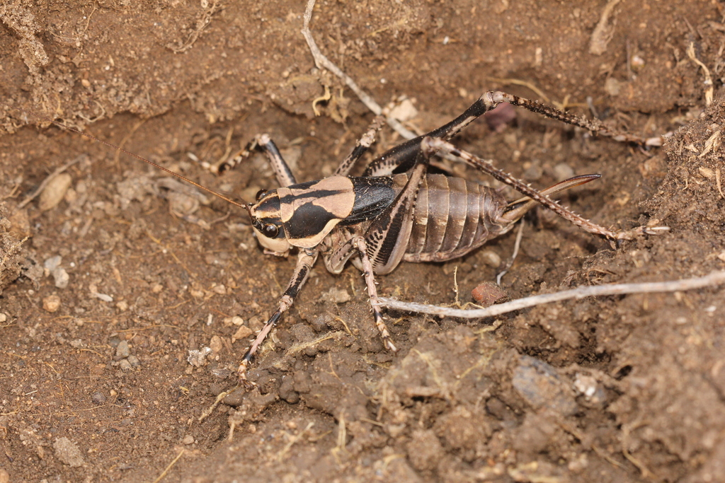 Pezodrymadusa