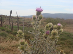 Cirsium rhaphilepis