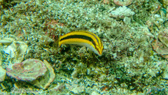 Golden Wrasse photo 2