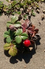 Fragaria chiloensis chiloensis