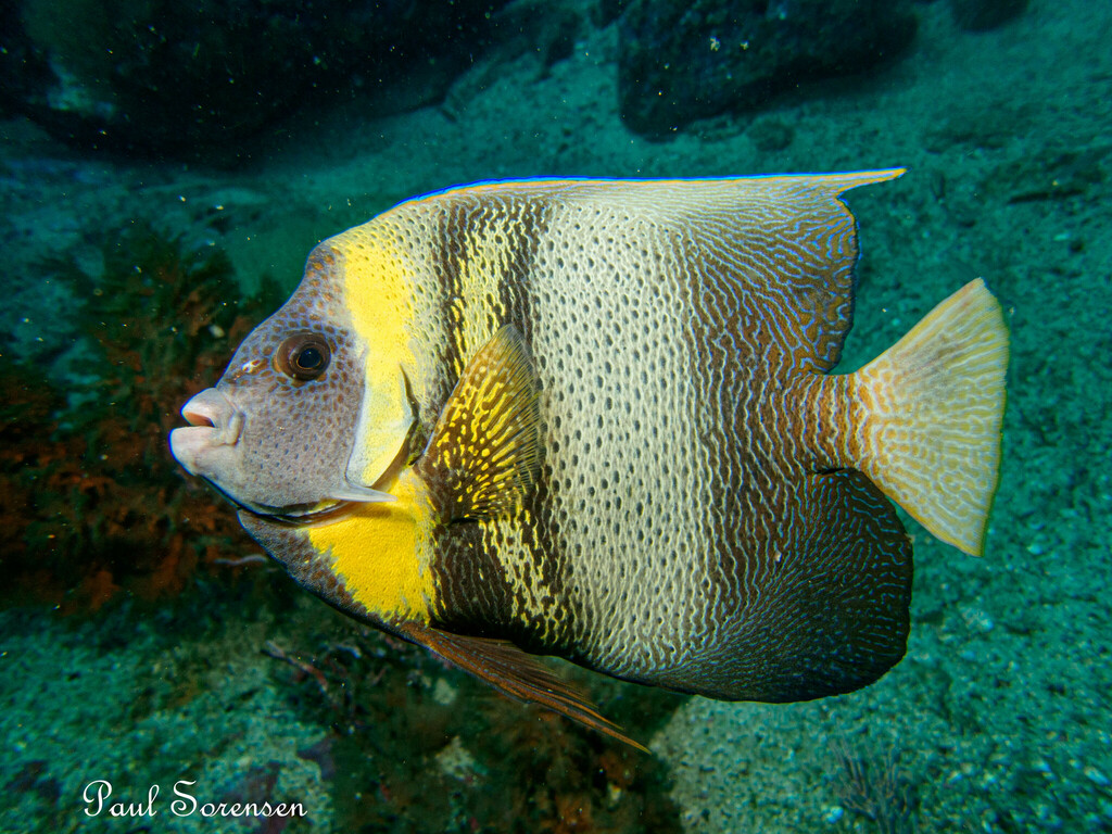 Cortez Angelfish