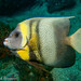 Cortez Angelfish - Photo (c) Paul Sorensen, some rights reserved (CC BY-NC), uploaded by Paul Sorensen