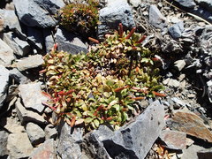 Epilobium margaretiae
