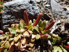 Epilobium margaretiae