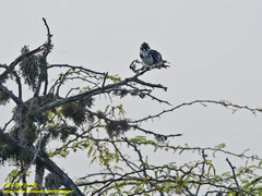 Ceryle rudis leucomelanurus