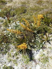 Aciphylla ferox