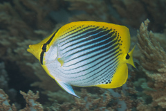 Chaetodon ocellicaudus