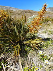 Aciphylla ferox
