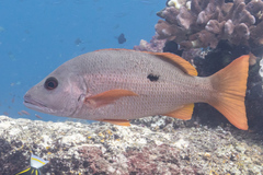 Lutjanus monostigma