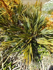Aciphylla ferox