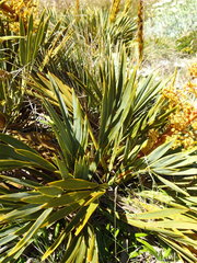 Aciphylla ferox