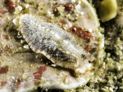 Dermatobranchus funiculus