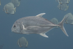 Caranx ignobilis