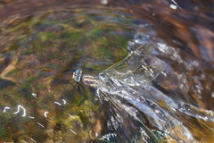 Notoaeschna sagittata