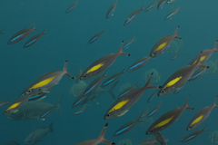 Pterocaesio randalli