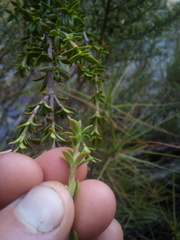 Coprosma pseudocuneata