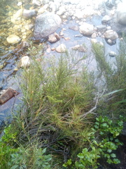 Coprosma pseudocuneata