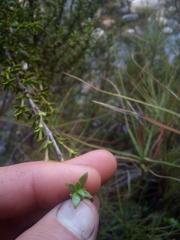 Coprosma pseudocuneata