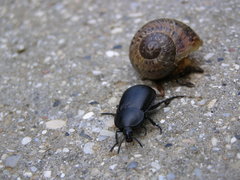 Ablattaria laevigata