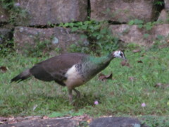 Pavo cristatus