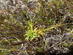 Gentianella vernicosa