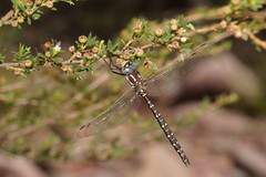 Spinaeschna tripunctata