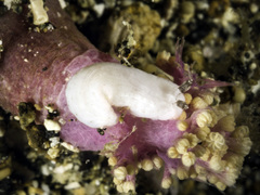 Dermatobranchus kokonas