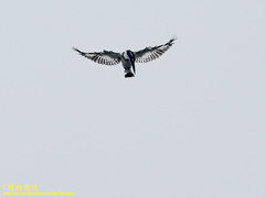 Ceryle rudis leucomelanurus