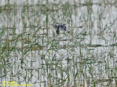 Ceryle rudis leucomelanurus