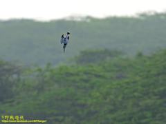 Ceryle rudis leucomelanurus