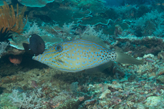 Scrawled Filefish photo 5