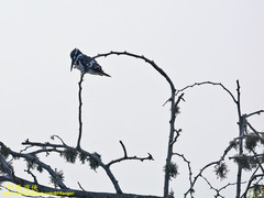 Ceryle rudis leucomelanurus