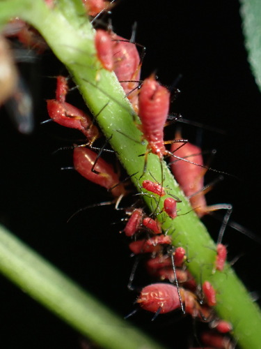 Dusky-tailed Sunflower Aphid photo 2