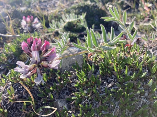 Indian Milkvetch (Astragalus aboriginorum)