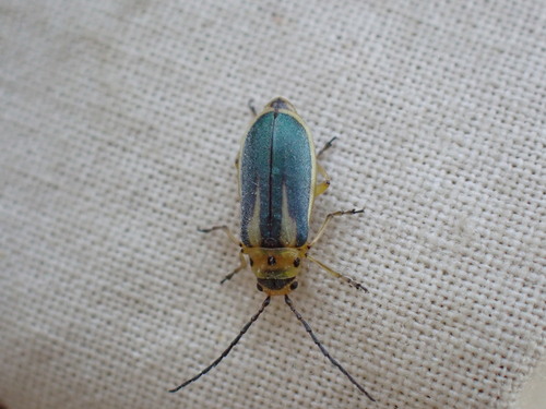 Trirhabda attenuata