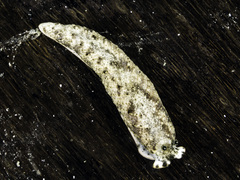 Dermatobranchus phyllodes