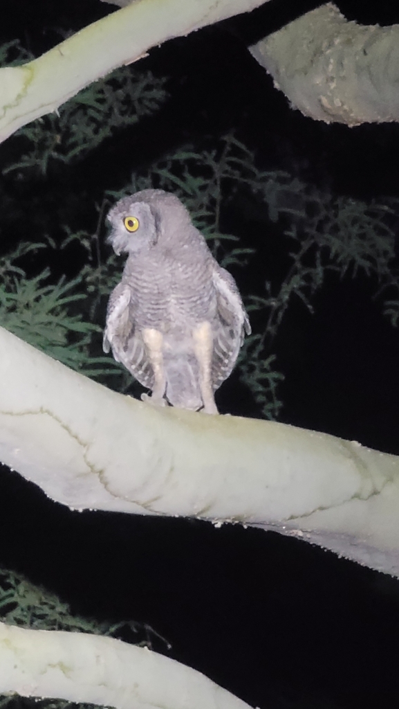 Western ScreechOwl from Miramonte at the River, Tucson, AZ, USA on