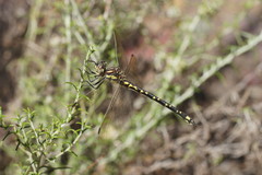 Eusynthemis virgula