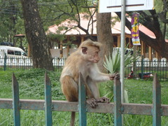 Macaca sinica