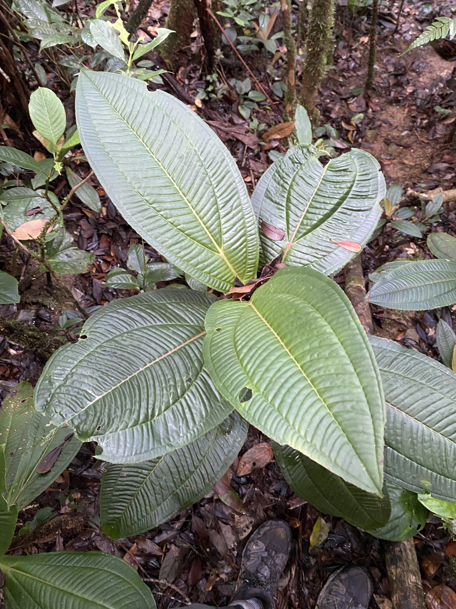 Allomorphia curtisii (Allomorphia curtisii)