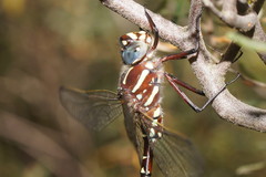 Spinaeschna tripunctata