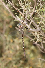 Spinaeschna tripunctata