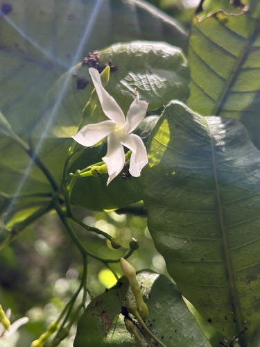 Tabernaemontana oppositifolia