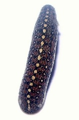 Phytobdella catenifera