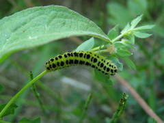 Zygaena lonicerae
