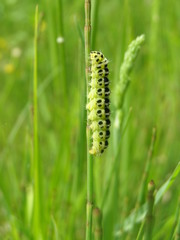 Zygaena lonicerae